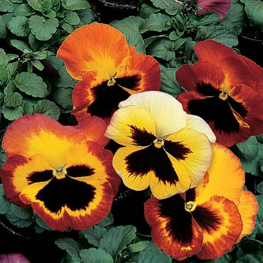 Pansy Seeds Pansy Delta Classic Fire 1,000 Seeds