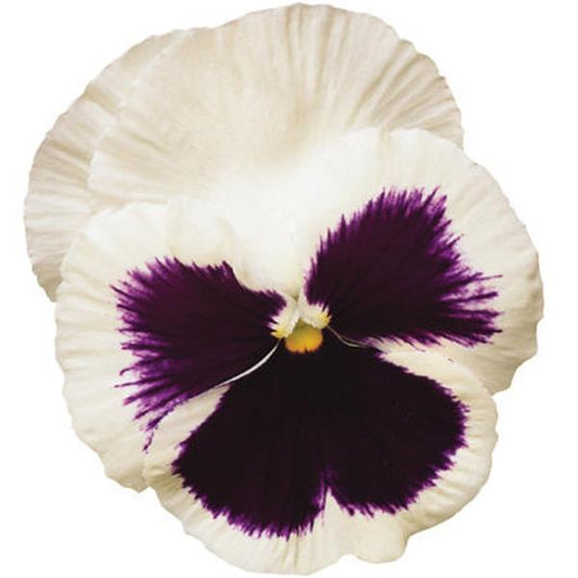 Pansy Seeds Pansy Spring Matrix™ White Blotch 1,000 Seeds