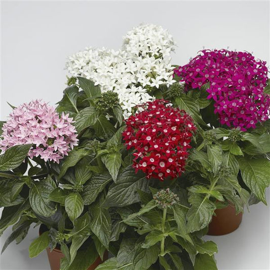 Pelleted Seeds Pentas HoneyCluster Mix Flower Seeds