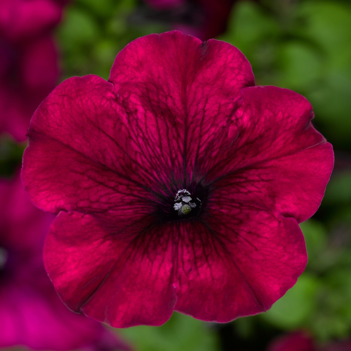 Upright Petunia Seeds Petunia Duvet Burgundy 1,000 Pelleted Seeds