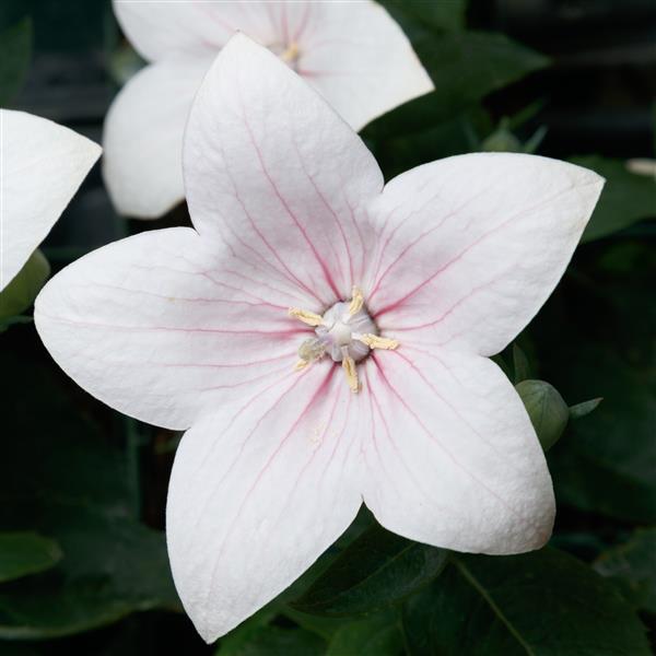 Platycodon Seeds Astra Light Pink Flower Seeds
