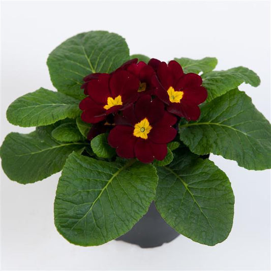 Primula Seeds Primula Danessa Burgundy 1,000 Primrose Seeds