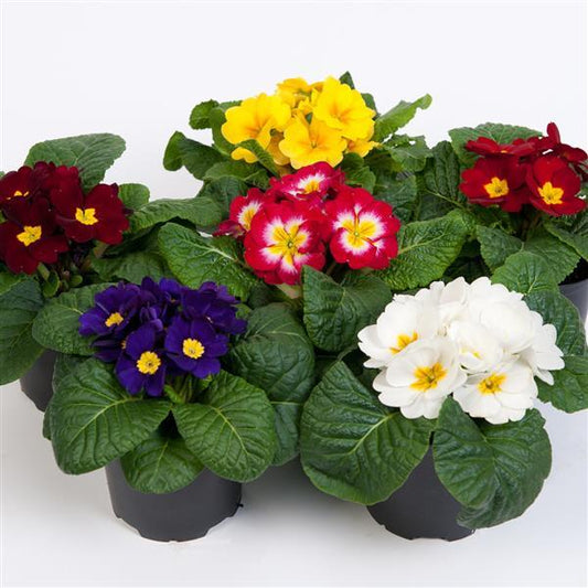 Primula Seeds Primula Danessa Mix 1,000 Primrose Seeds