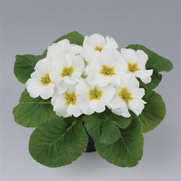 Primula Seeds Primula Danessa White 1,000 Primrose Seeds
