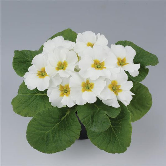 Primula Seeds Primula Danessa White 1,000 Primrose Seeds