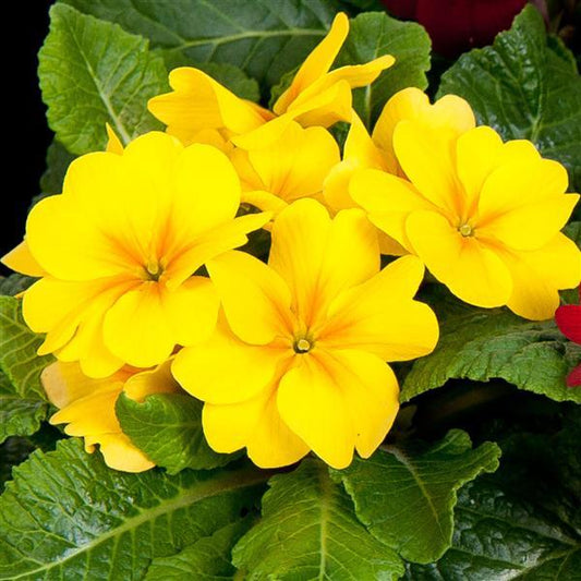 Primula Seeds Primula Danessa Yellow 1,000 Primrose Seeds