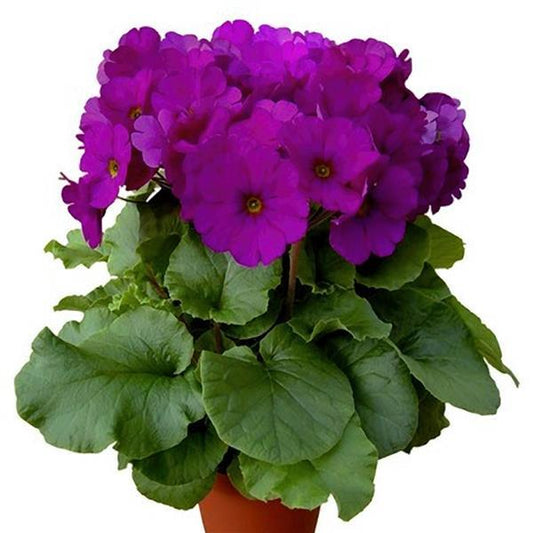 Primula Seeds Primula Original Violet Primrose Seeds