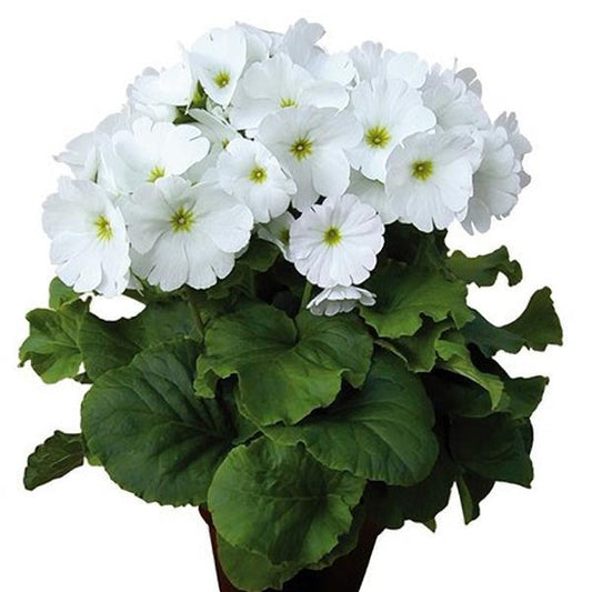 Primula Seeds Primula Original White Primrose Seeds