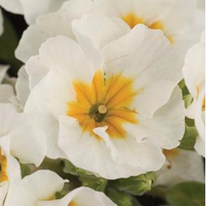 Primula Seeds Primula Supernova White 1,000 Primrose Seeds