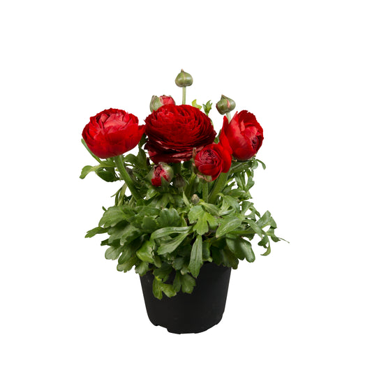 Bulk Ranunculus Seeds Ranunculus Sprinkles Red Pelleted Seeds