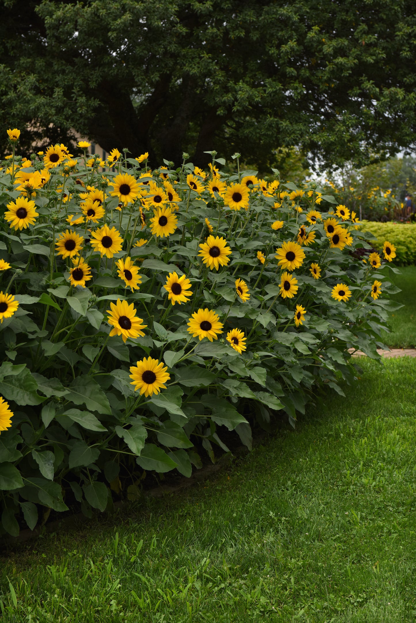 Bulk Sunflower Seeds Always Sunny Gold – 100 Seeds