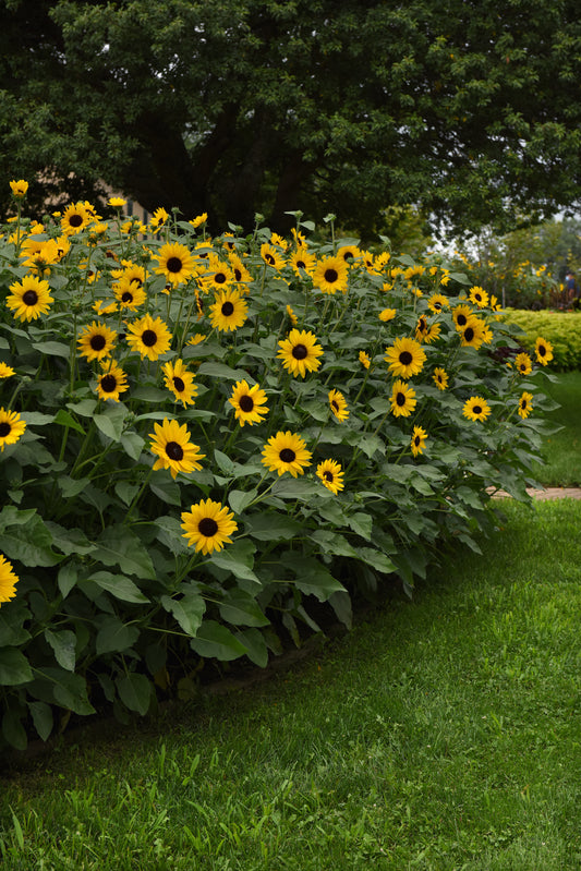 Bulk Sunflower Seeds Always Sunny Gold – 100 Seeds