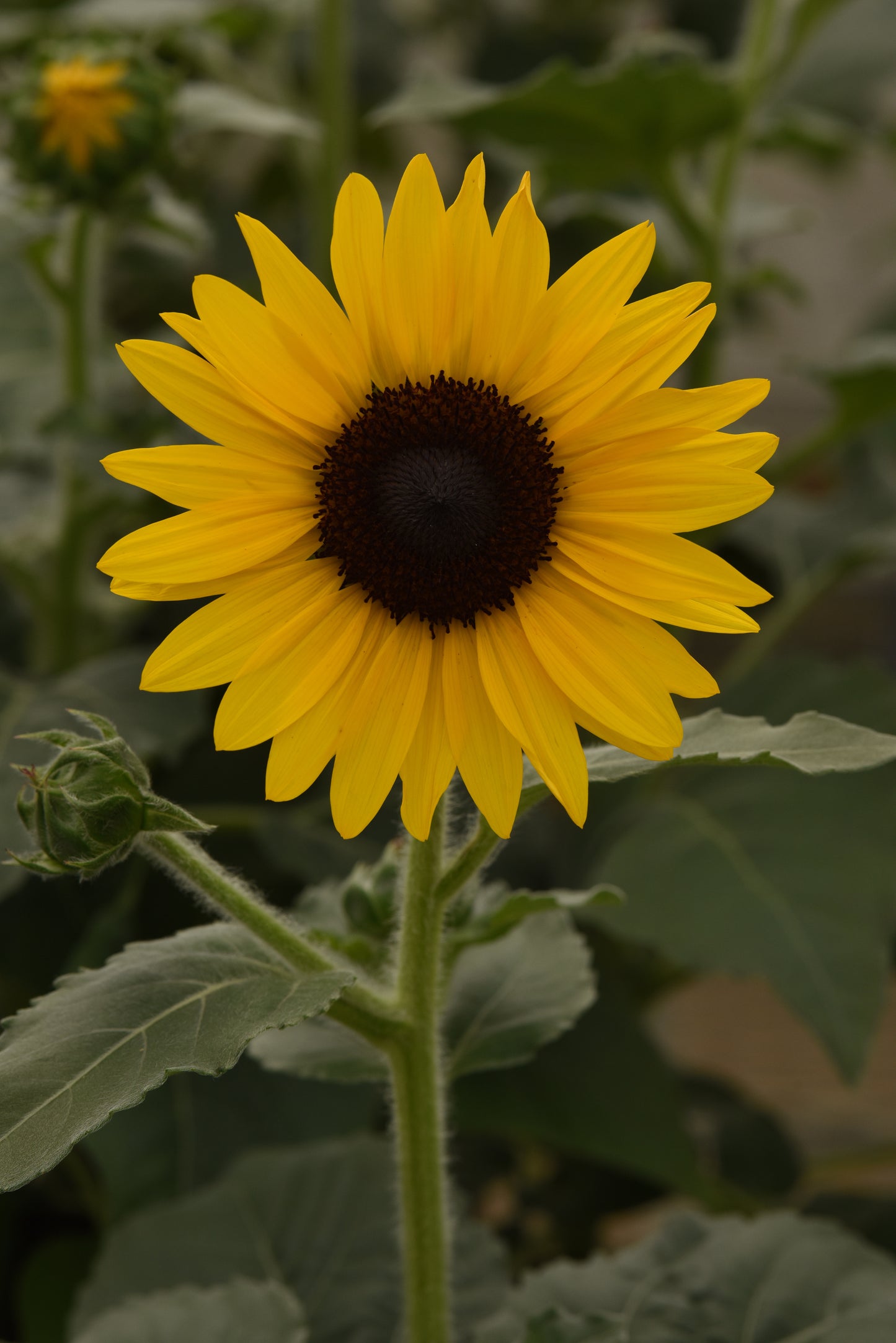 Bulk Sunflower Seeds Always Sunny Gold – 100 Seeds