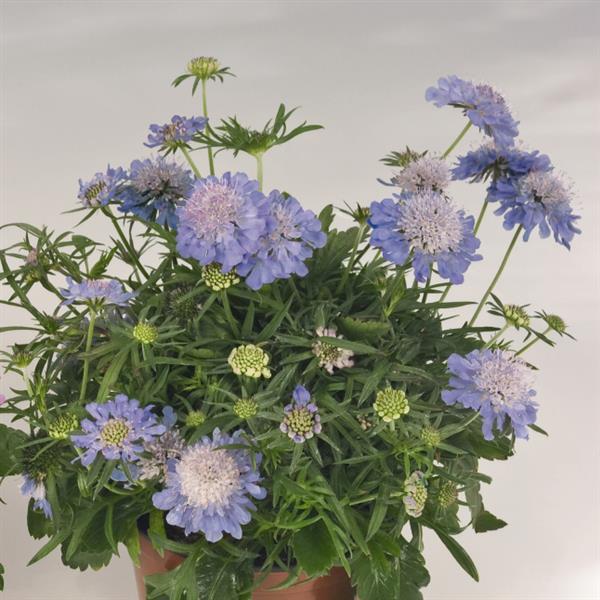 1,000 Scabiosa Seeds Scabiosa Ritz Blue