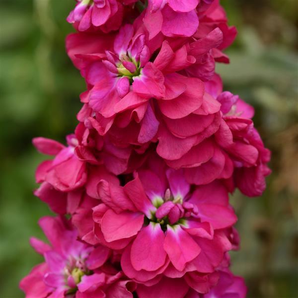 Matthiola Seeds Column Stock American Beauty Stock Seeds Cut Flower