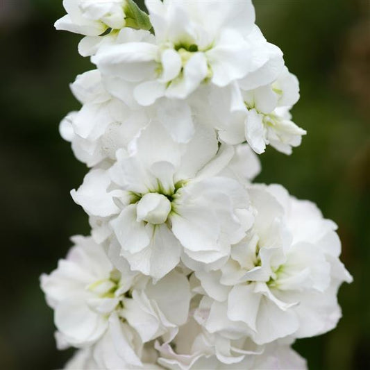 Matthiola Seeds Column Stock Avalanche Stock Seeds Cut Flower