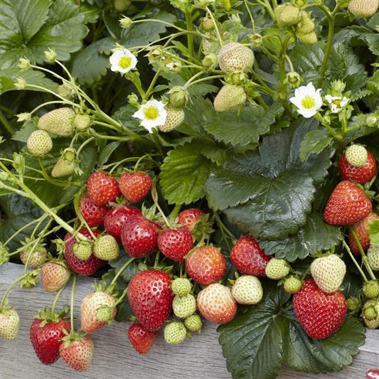 strawberry hill seed co Strawberry Seeds Strawberry Berries Hill Montana – Buy Bulk Seeds