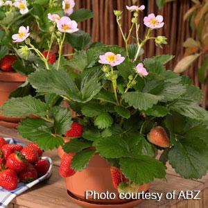 Strawberry Seeds Strawberry Berries Galore ™ Pink