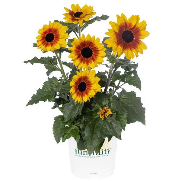 Sunfinity Yellow Red Bicolor Sunflower Seeds (New for 2026
