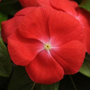 Vinca Seeds Vinca Pacifica XP Orange 1,000 Seeds