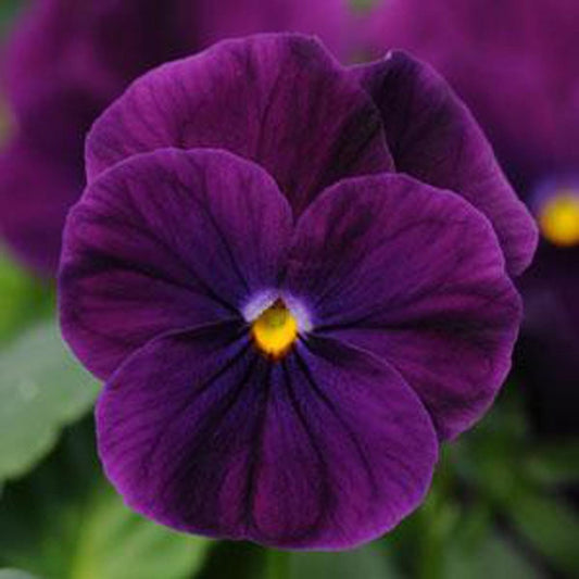 Viola Seeds Sorbet® XP Purple 1,000 Seeds