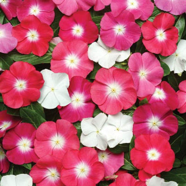 Vinca Seeds Vinca Pacifica XP Mix 1,000 Seeds