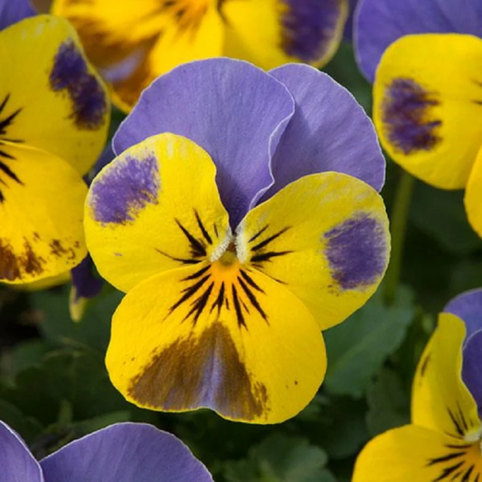 Viola Seeds Sorbet® XP Yellow Blue Jump Up 1,000 Seeds