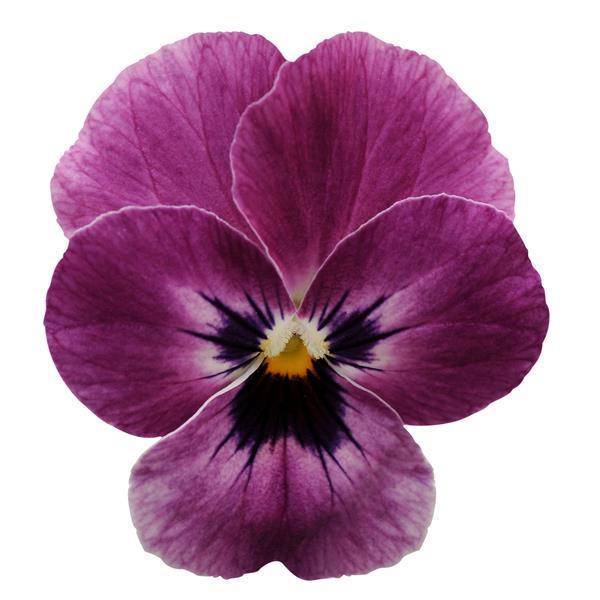 Viola Seeds Sorbet® XP Raspberry 1,000 Seeds