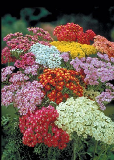 1,000 Achillea Seeds Millefolium Summer Berries Yarrow Cut Flower