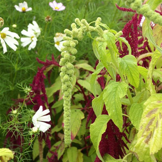 1,000 Amaranthus Seeds Green Tails Cut Flower