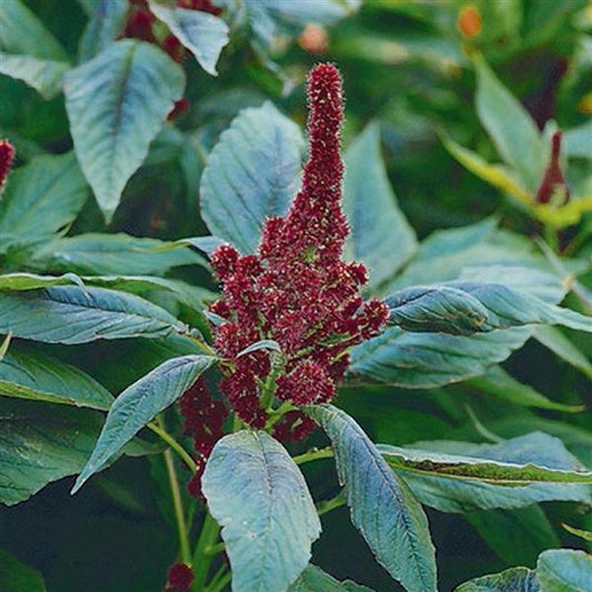 1,000 Amaranthus Seeds Red Cathedral Cut Flower