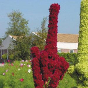 1,000 Amaranthus Seeds Tower Red Cut Flower