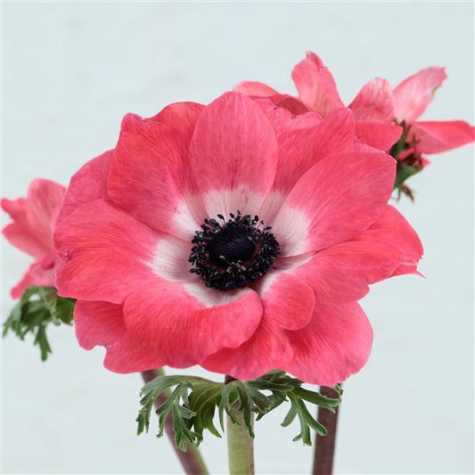 Anemone Seeds Gemstone Pink Windflower