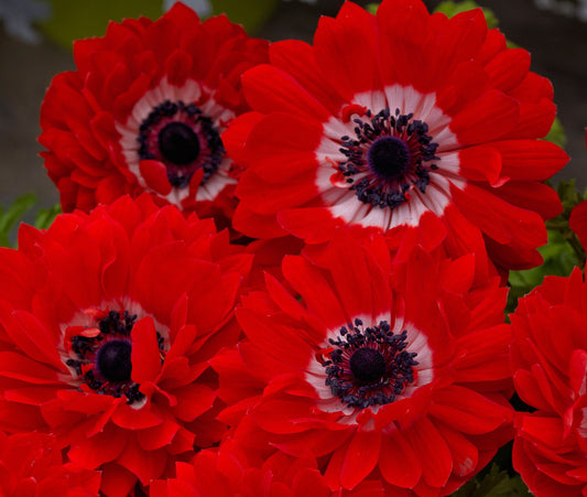 Anemone Seeds Harmony Double Scarlet