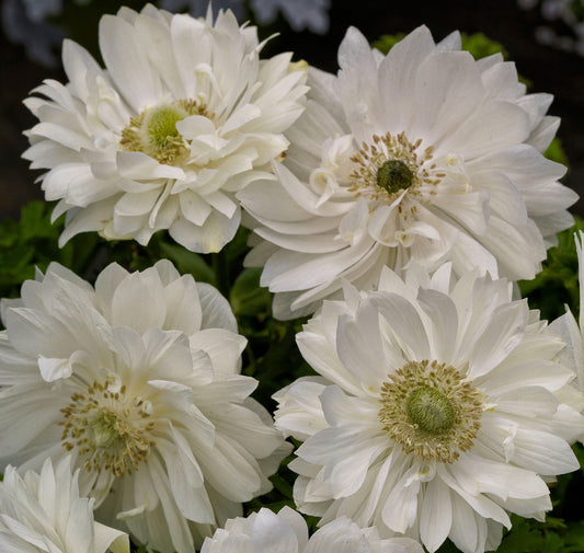 Anemone Seeds Harmony Double White
