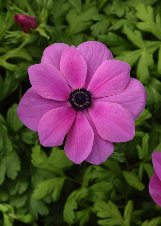 Anemone Seeds Mona Lisa® Orchid Shade Windflower