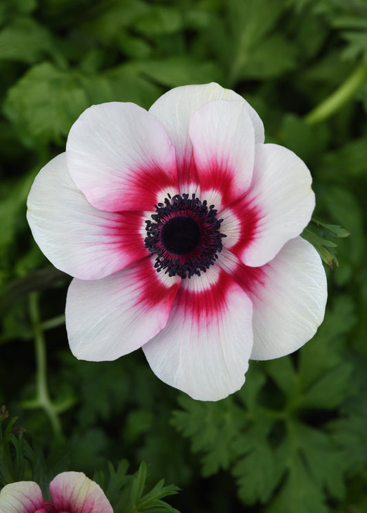 Anemone Seeds Mona Lisa® Red Bicolor Windflower