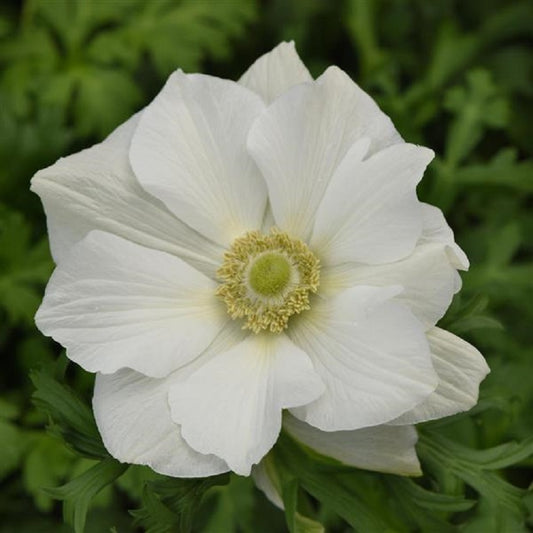 Anemone Seeds Mona Lisa® White Windflower