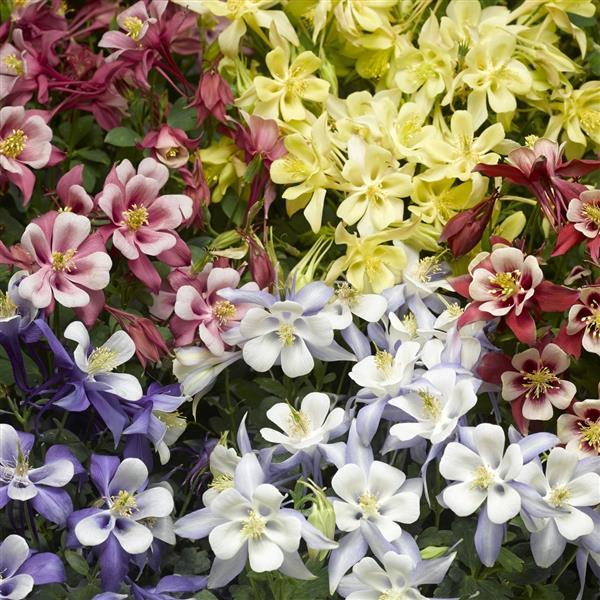 Aquilegia Seeds Kirigami Mix Columbine Seeds