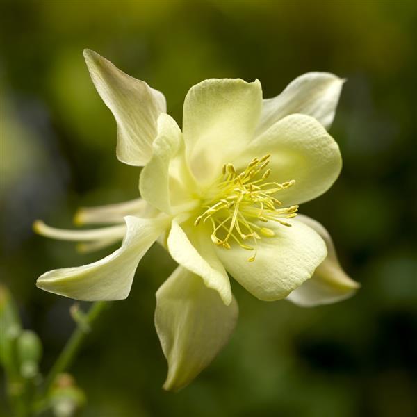 Aquilegia Seeds Kirigami Yellow Columbine Seeds