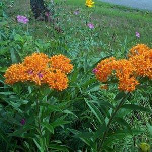 1,000 Asclepias Seeds Tuberosa Cut Flower