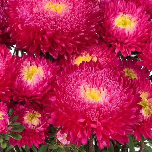 2,000 Aster Seeds Azumi XL Rose Cut Flower