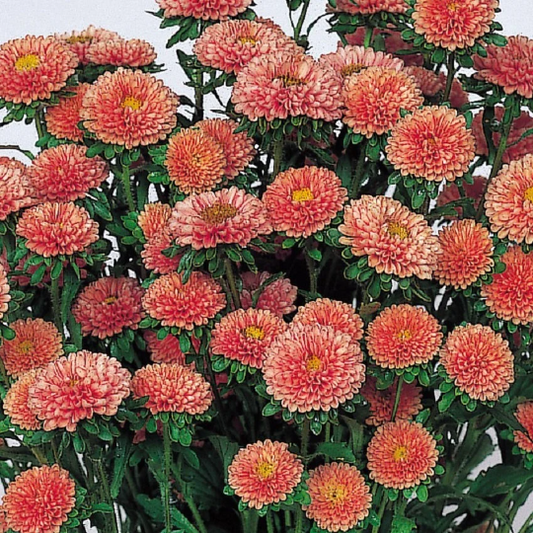 2,000 Aster Seeds Matsumoto Apricot Cut Flower
