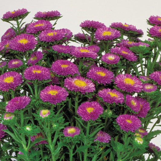 2,000 Aster Seeds Matsumoto Light Blue Cut Flower