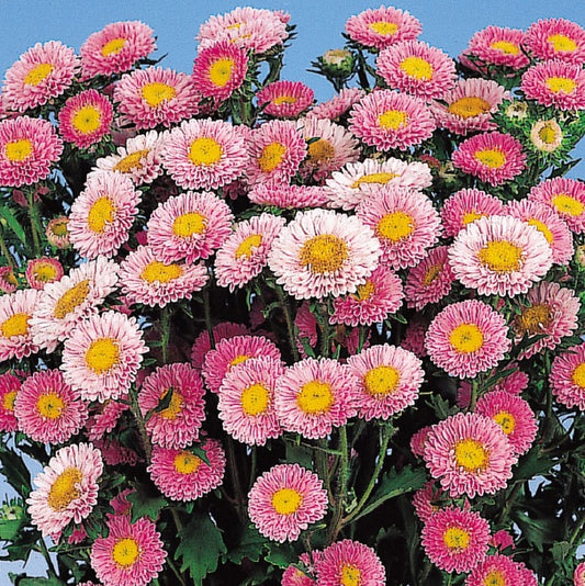 2,000 Aster Seeds Matsumoto Pink Cut Flower