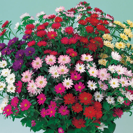 2,000 Aster Seeds Serenade Mix Cut Flower