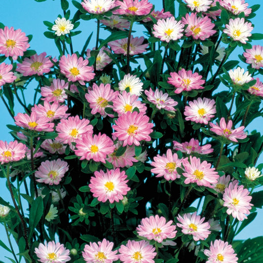 2,000 Aster Seeds Serenade Rose White Cut Flower