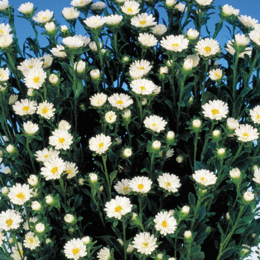 2,000 Aster Seeds Serenade White Cut Flower