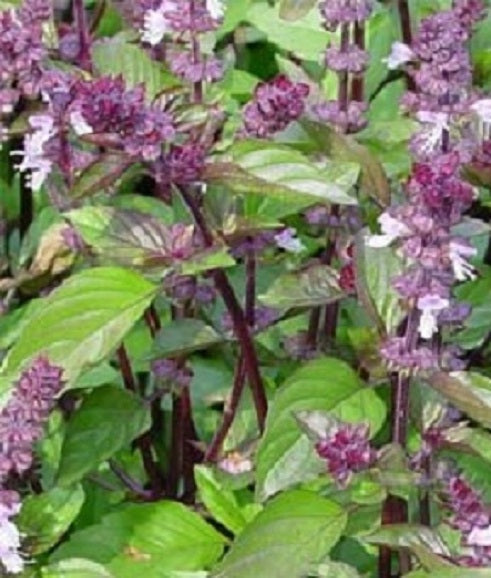 1,000 Basil Seeds Cinnamon Herb Seeds Organic Seeds – Buy Bulk Seeds