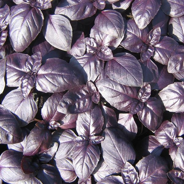1,000 Basil Seeds Basil Crimson King Herb Seeds – Buy Bulk Seeds